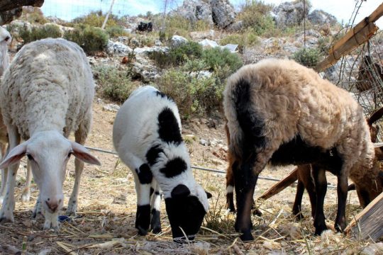 Η Λέσβος βουλιάζει, η κυβέρνηση αργεί